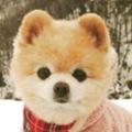小猪的悲伤